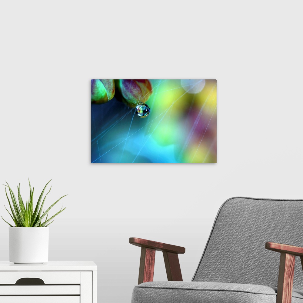 A modern room featuring Droplet on flower with spider web