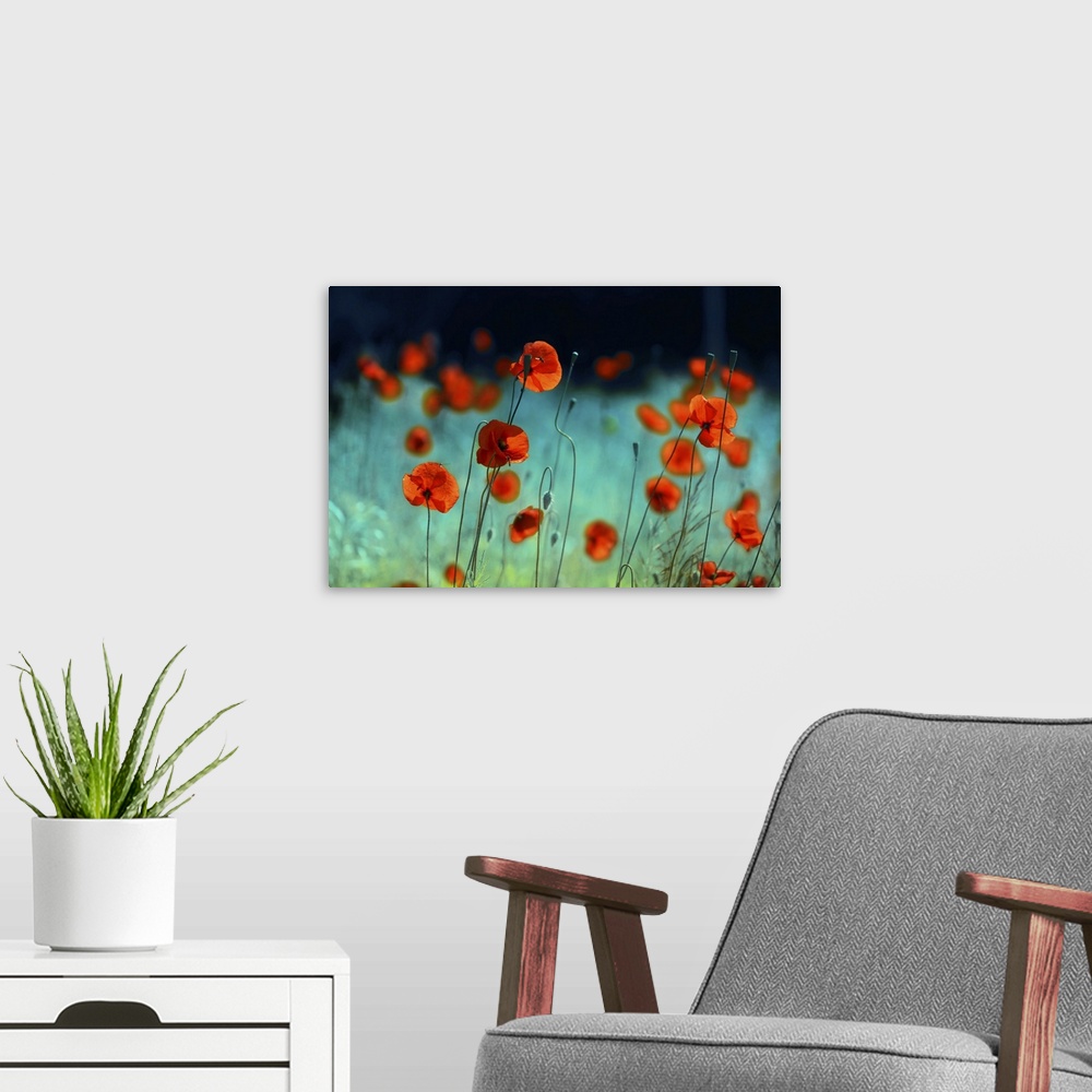 A modern room featuring Blooming Red Poppies In A Field In Spring