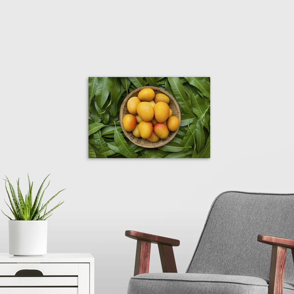 A modern room featuring Mango tropical fruit in wooden basket put on green leaf background, top view.