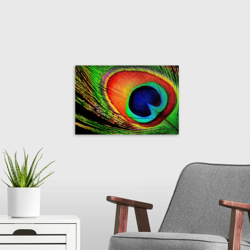 Peacock Feather Close-up Wall Art, Canvas Prints, Framed Prints, Wall Peels