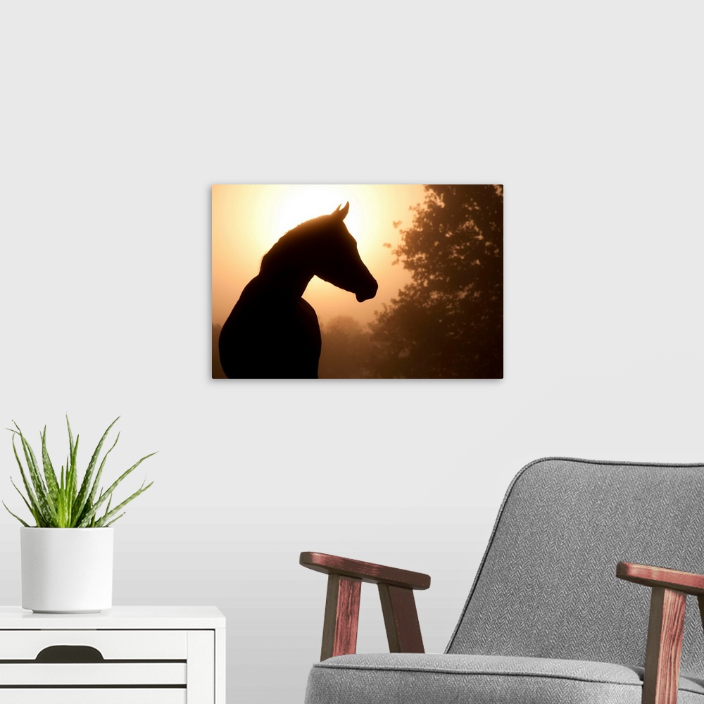 A modern room featuring Silhouette of a beautiful Arabian horse against sun shining through heavy fog