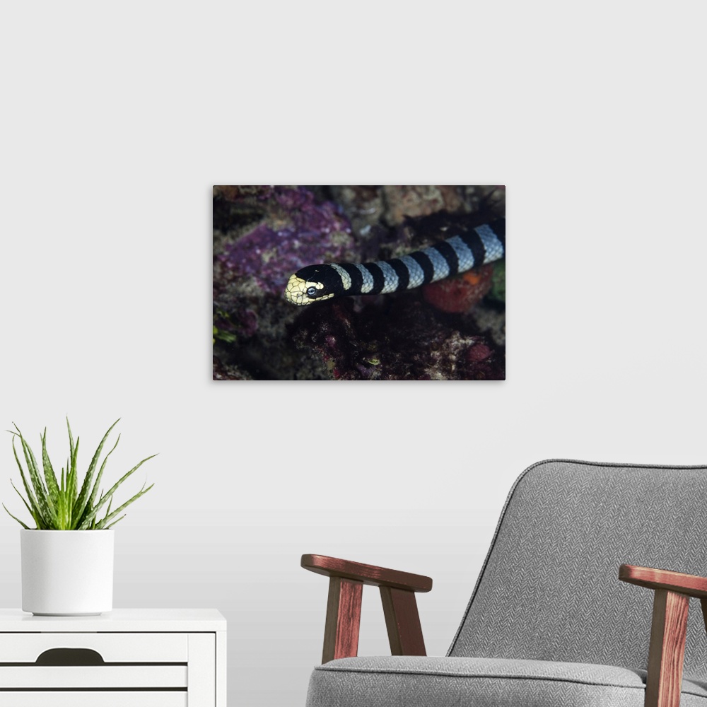 A modern room featuring A banded sea krait, Laticauda colubrina, searches for prey on a coral reef.