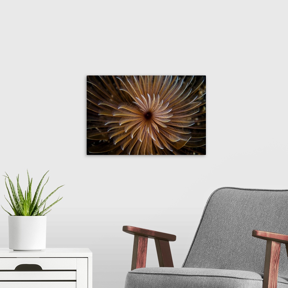 A modern room featuring A beautiful feather duster worm spreads its feeding tentacles.