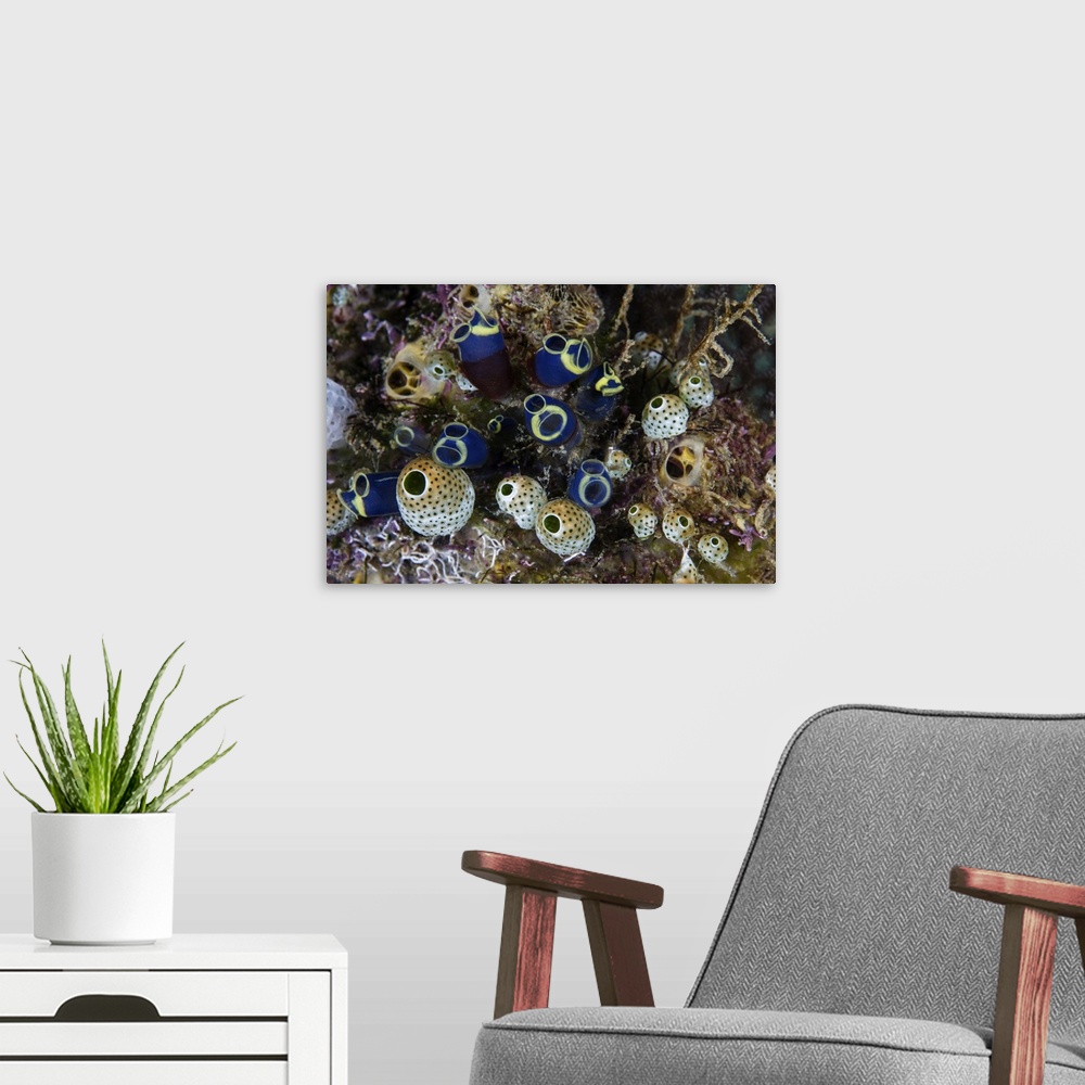 A modern room featuring A cluster of colorful tunicates grow on a coral reef.