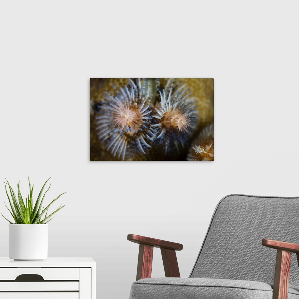 A modern room featuring A colorful Christmas tree worm.