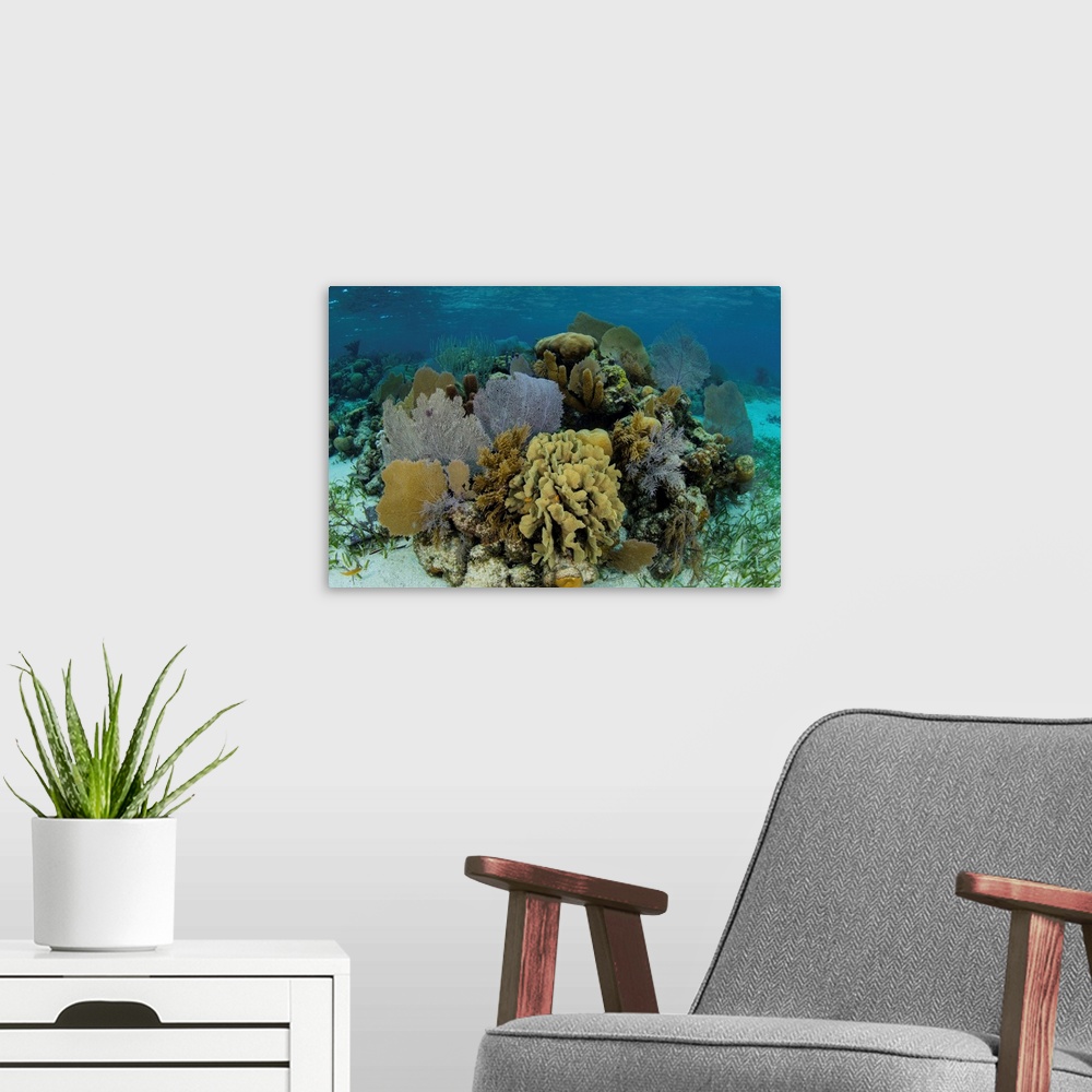 A modern room featuring A colorful coral reef full of gorgonians, grows along the edge of Turneffe Atoll.