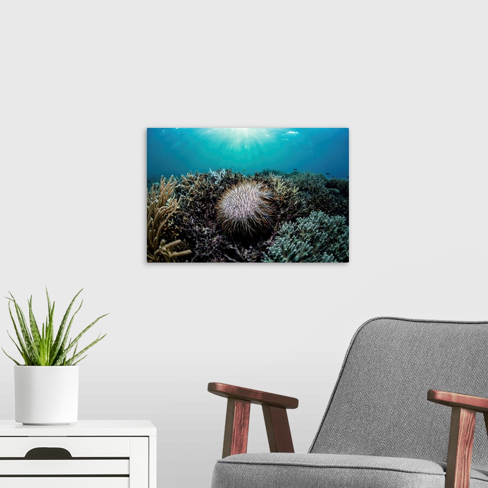 A modern room featuring A Crown of Thorns starfish, Acanthaster planci, feeds on living corals.
