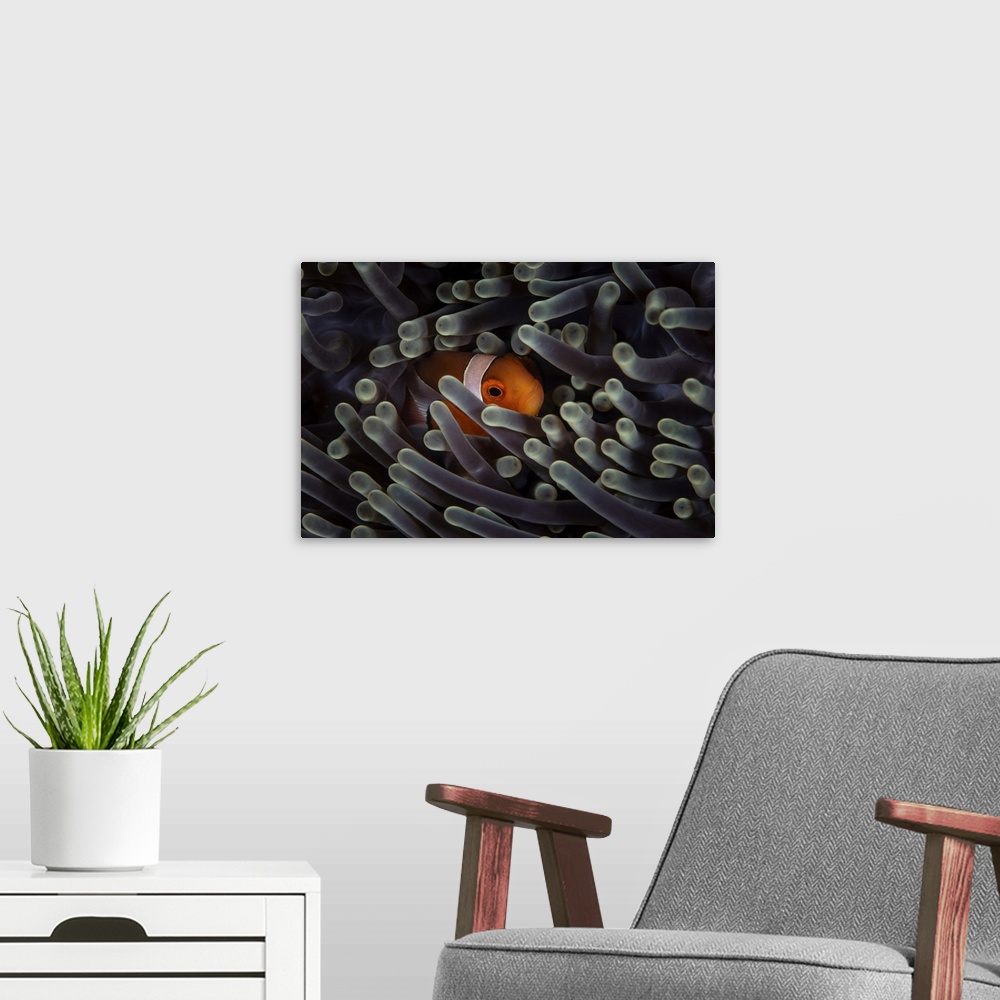 A modern room featuring A false clownfish (Amphiprion ocellaris) snuggles into the tentacles of its host anemone.