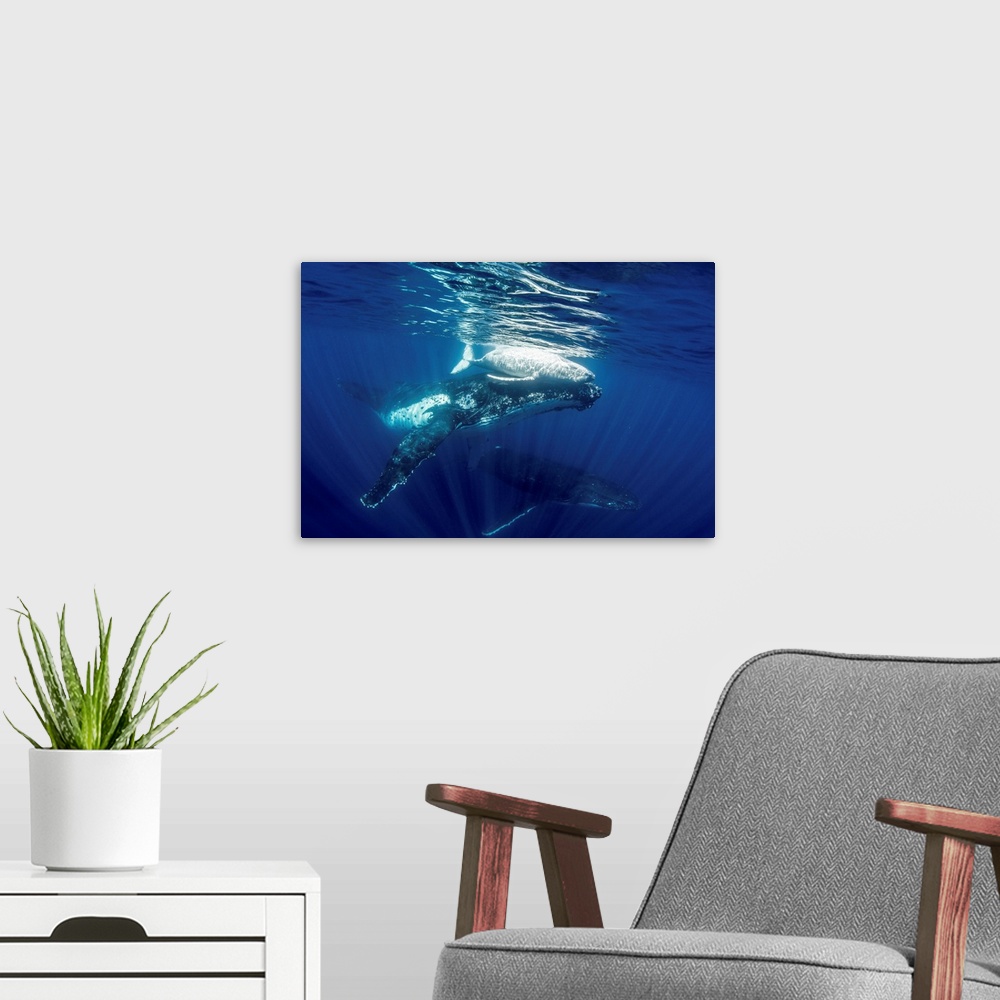A modern room featuring A family of humpback whales swimming through the sea.
