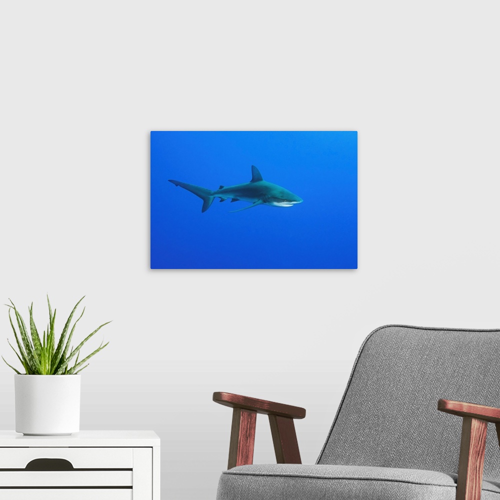 A modern room featuring A Galapagos shark swimming in open blue ocean.