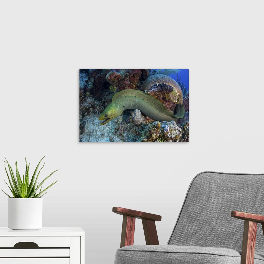 A modern room featuring A green moray eel swims over a coral reef on Turneffe Atoll, Belize.