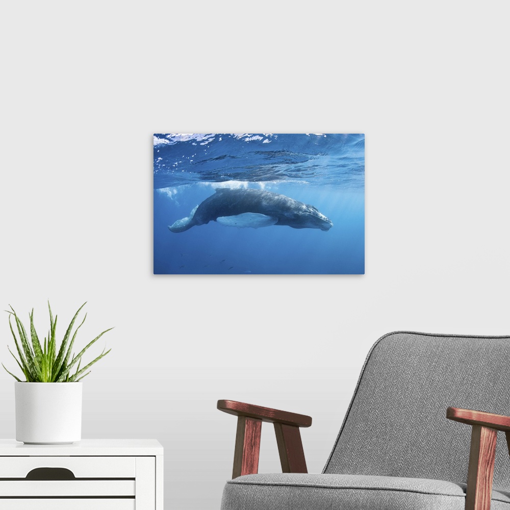 A modern room featuring A humpback whale calf in the Caribbean Sea.