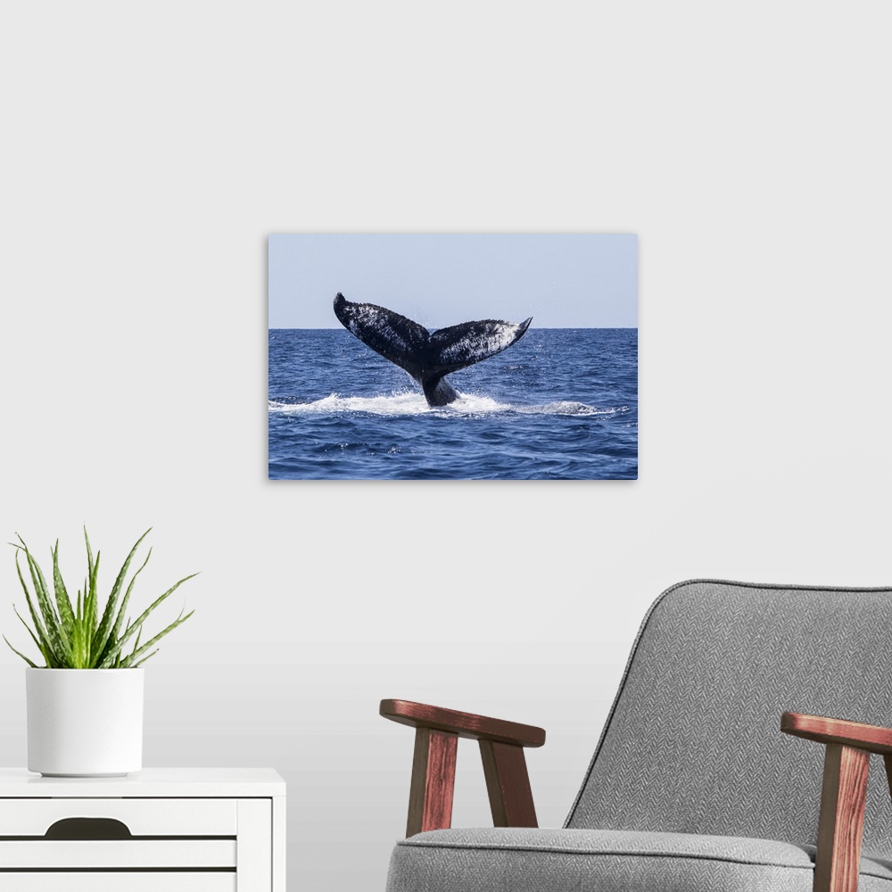 A modern room featuring A humpback whale raises its powerful tail as it dives into the Caribbean Sea.