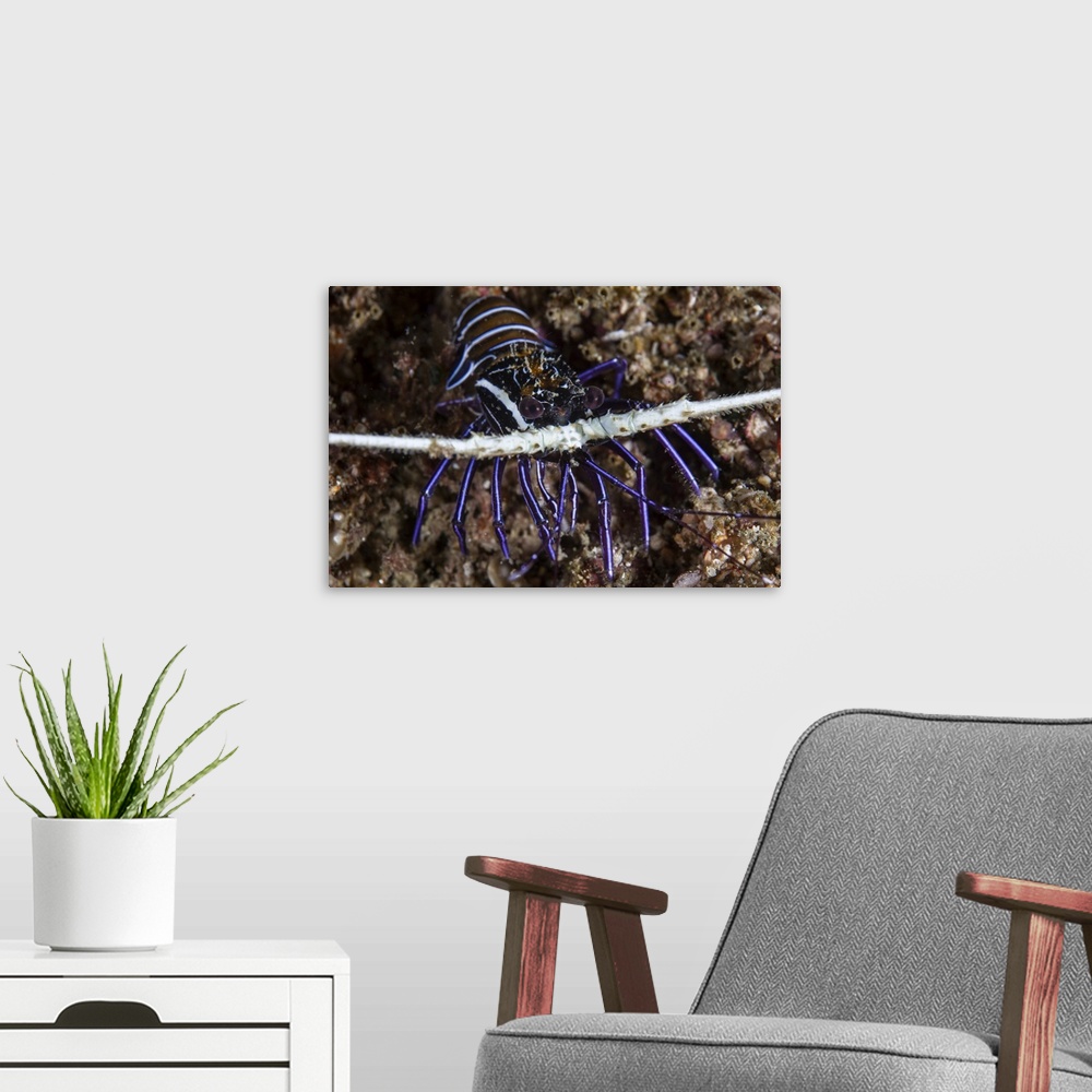 A modern room featuring A juvenile painted spiny lobster (Panulirus versicolor).