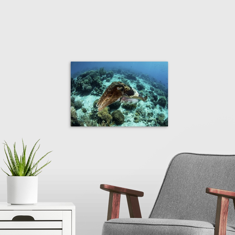 A modern room featuring A large broadclub cuttlefish, Sepia latimanus, hovers over a coral reef.