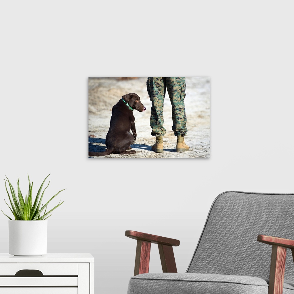 A modern room featuring A military working dog waits for a command from his trainer.