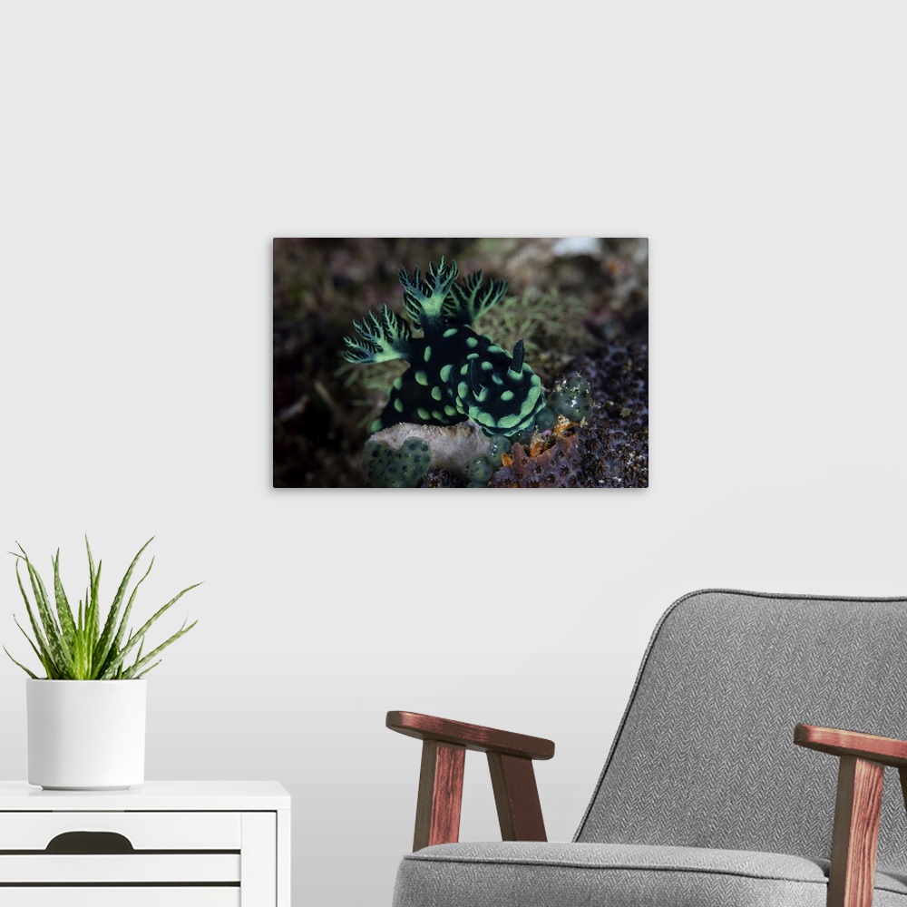 A modern room featuring A Nembrotha cristata nudibranch feeds on tunicates.