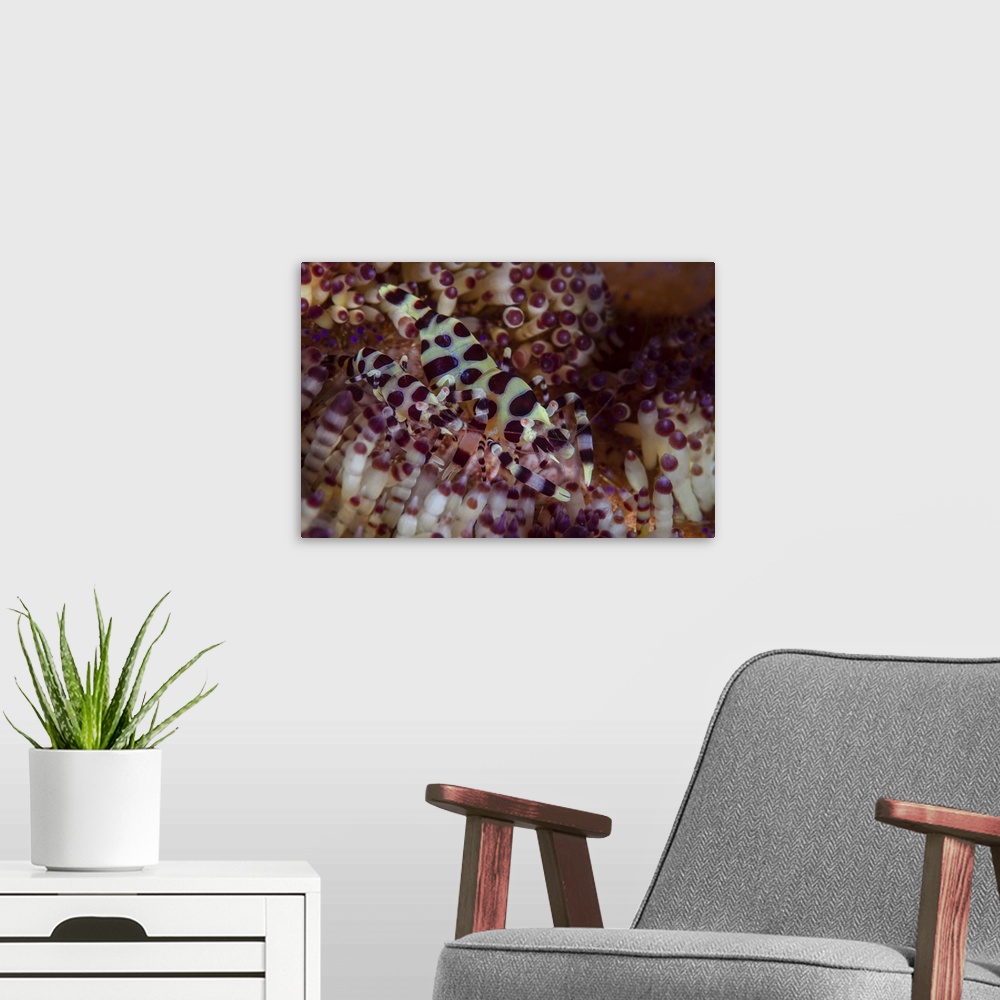 A modern room featuring A pair of Coleman shrimp hide among the venomous spines of a variable fire urchin.