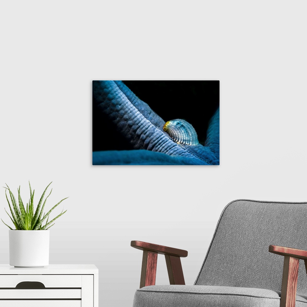 A modern room featuring A parasitic crystalline sea star snail hosted by a blue sea star.