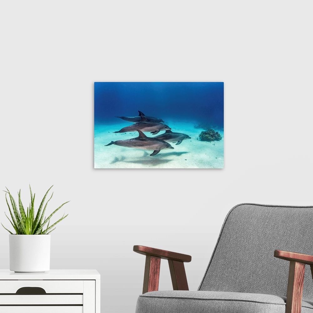 A modern room featuring A pod of four dolphins swim playfully in the Red Sea.