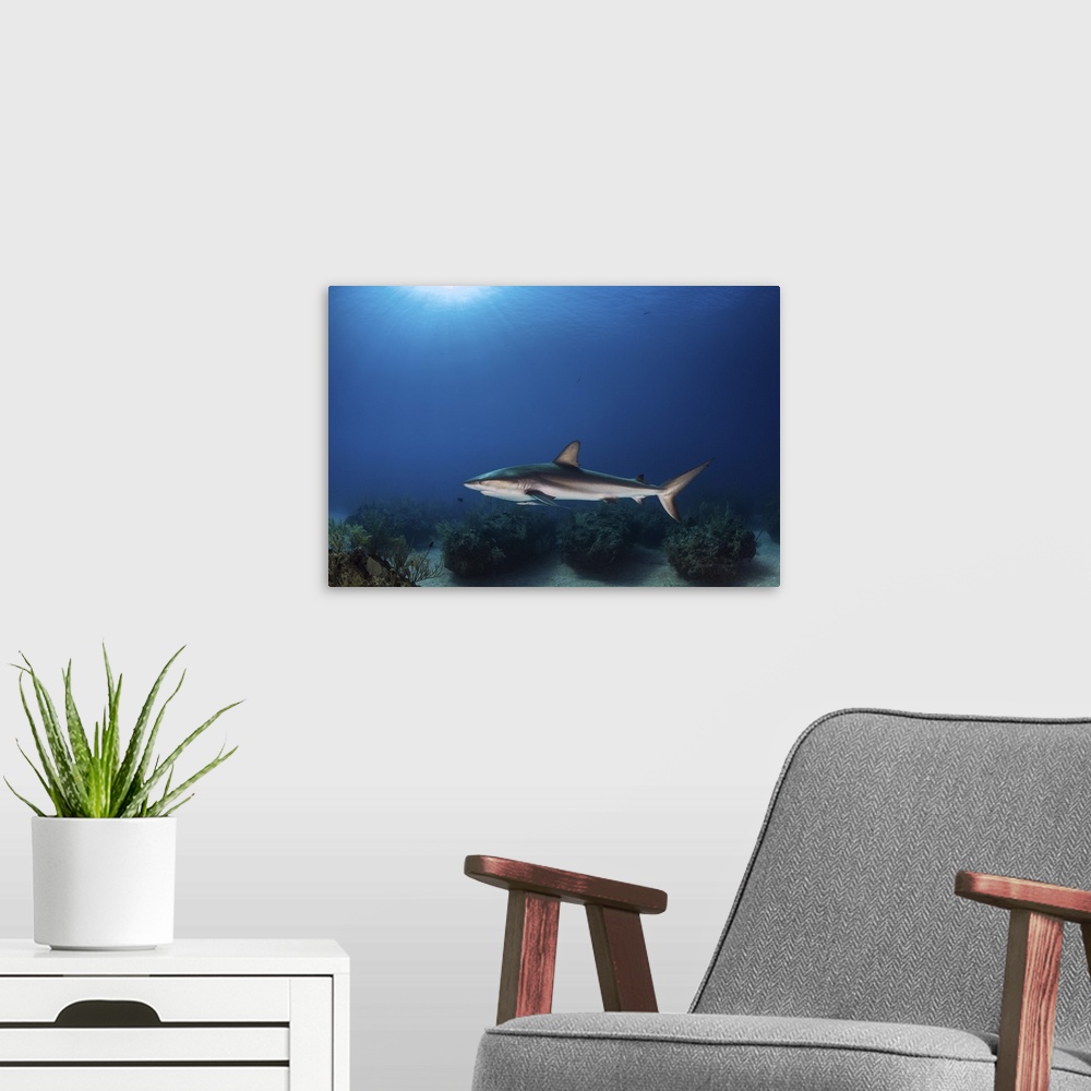A modern room featuring A reef shark swims over coral bommies in the Bahamas.