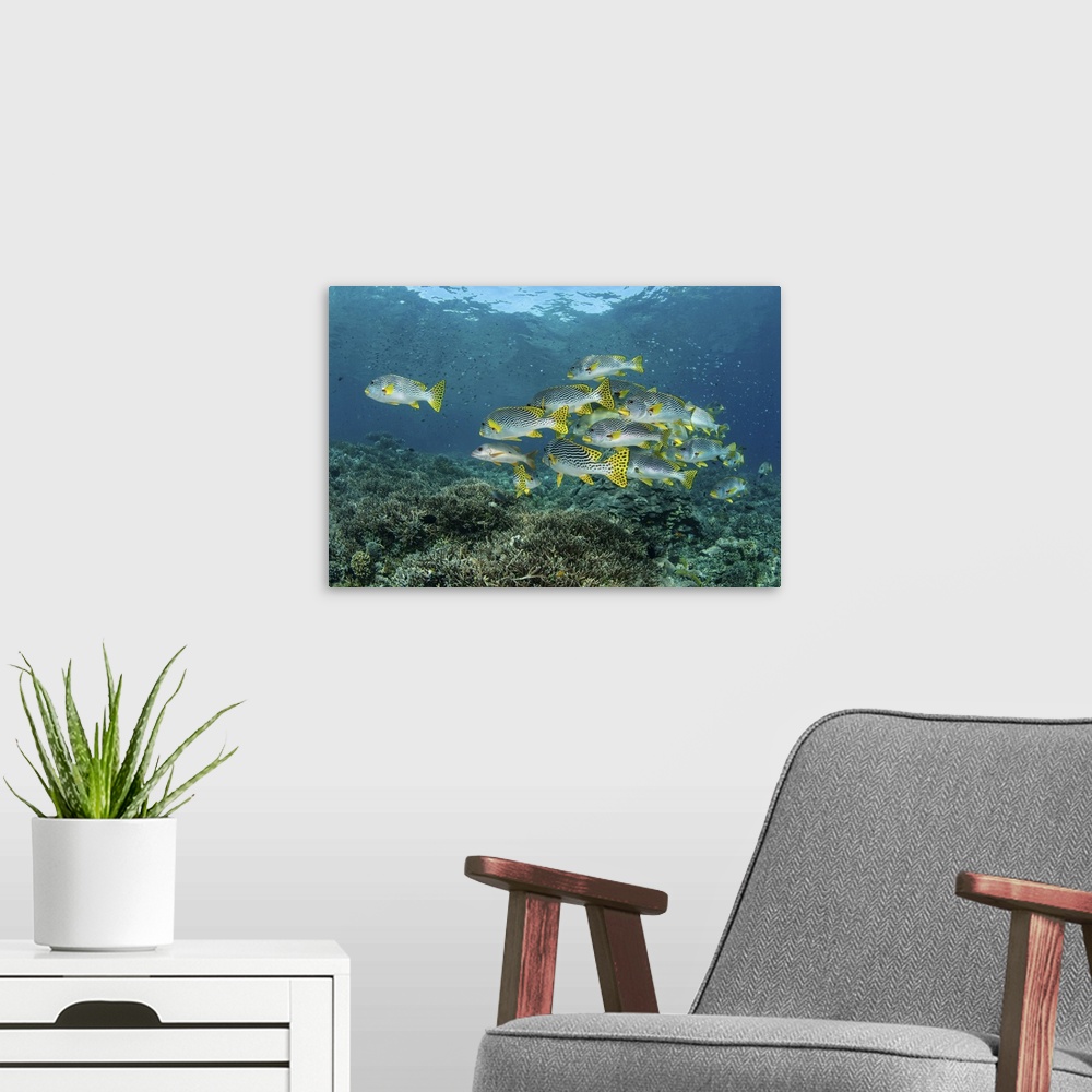 A modern room featuring A school of lined sweetlips swimming above a coral reef in Raja Ampat, Indonesia.