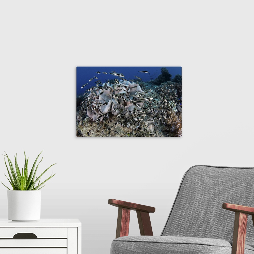 A modern room featuring A school of striped eel catfish swarms over a reef searching for food.