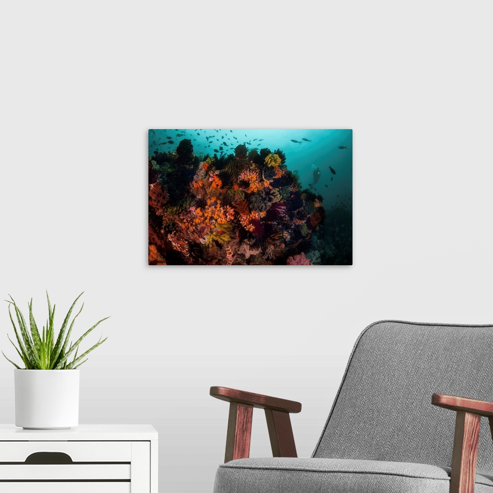 A modern room featuring A scuba diver explores a coral reef in Komodo National Park, Indonesia.