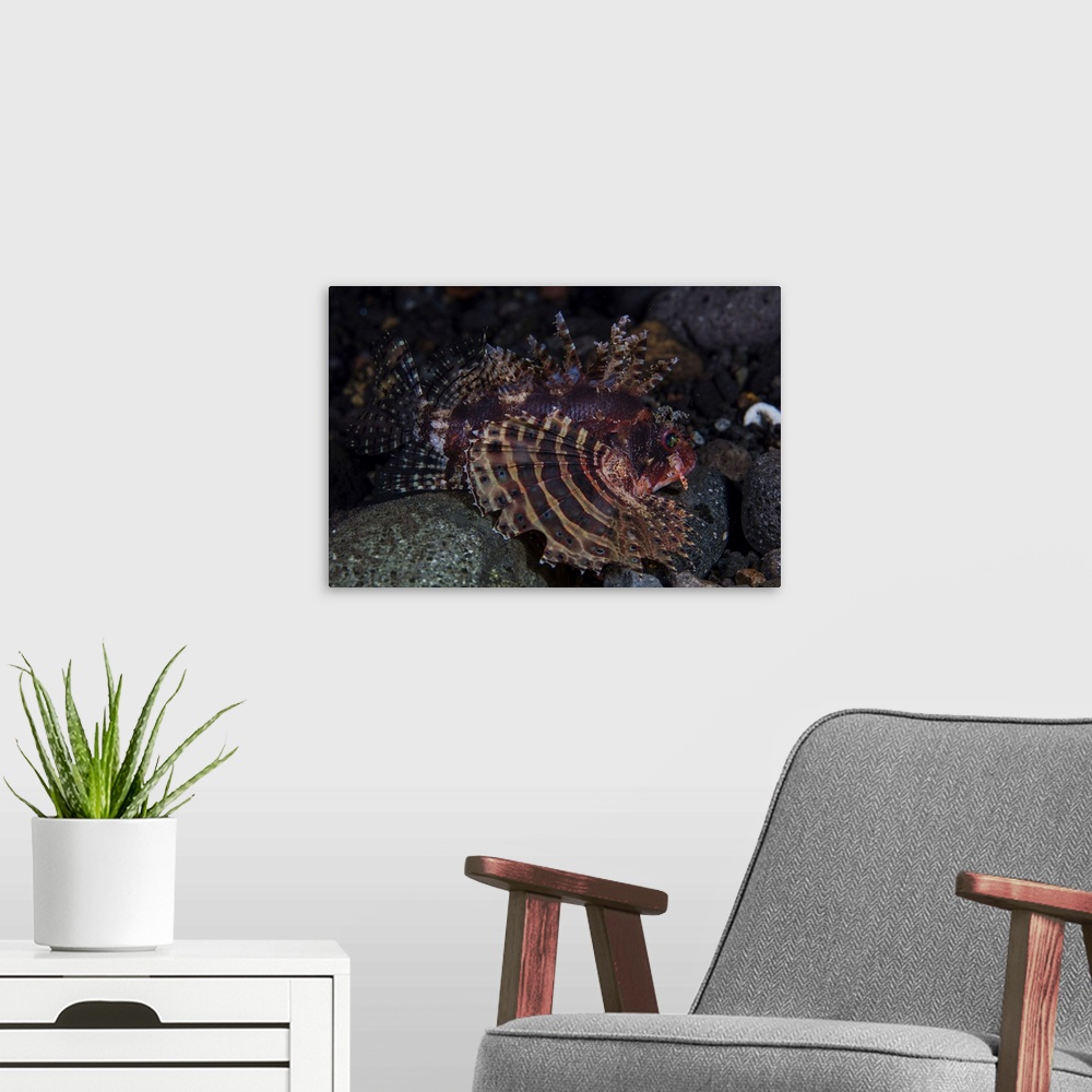 A modern room featuring A shortfin lionfish hunting for prey.