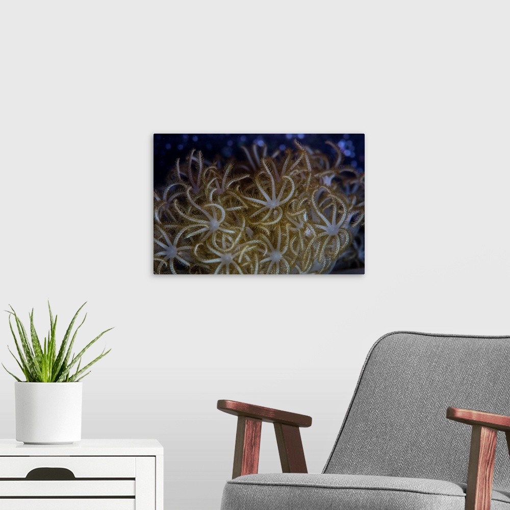 A modern room featuring A soft coral colony (Xenia sp.) grows in Lembeh Strait, Indonesia.
