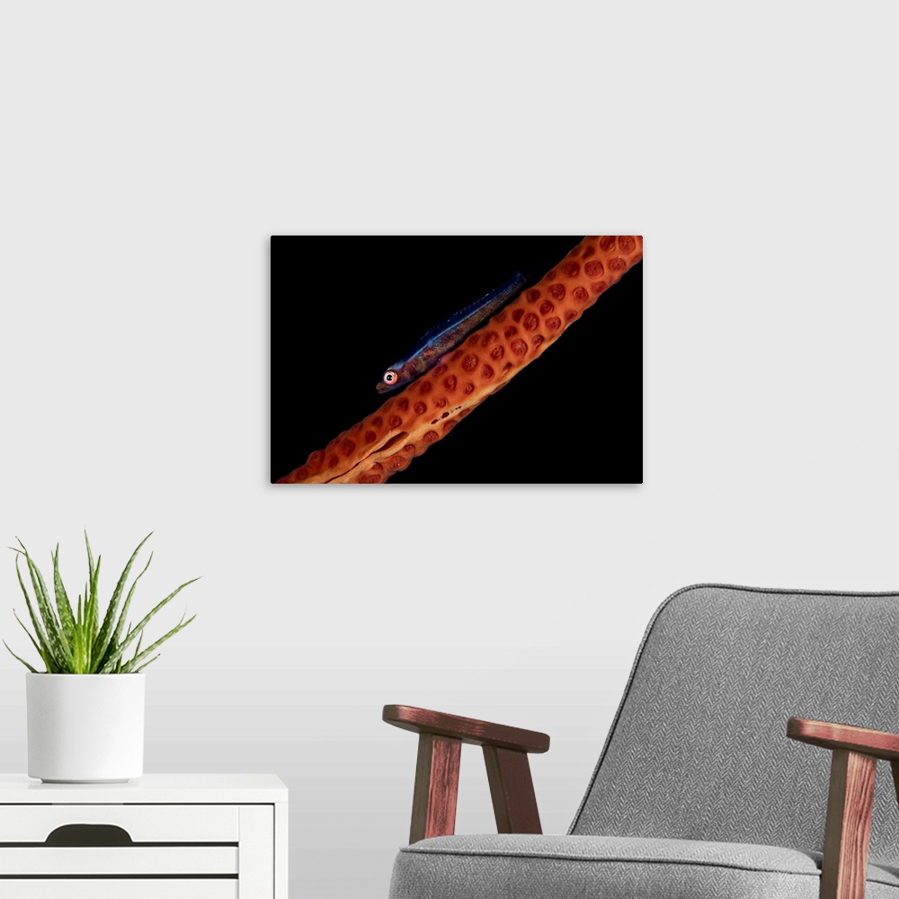 A modern room featuring A tiny sea whip goby lays on its host octocoral.