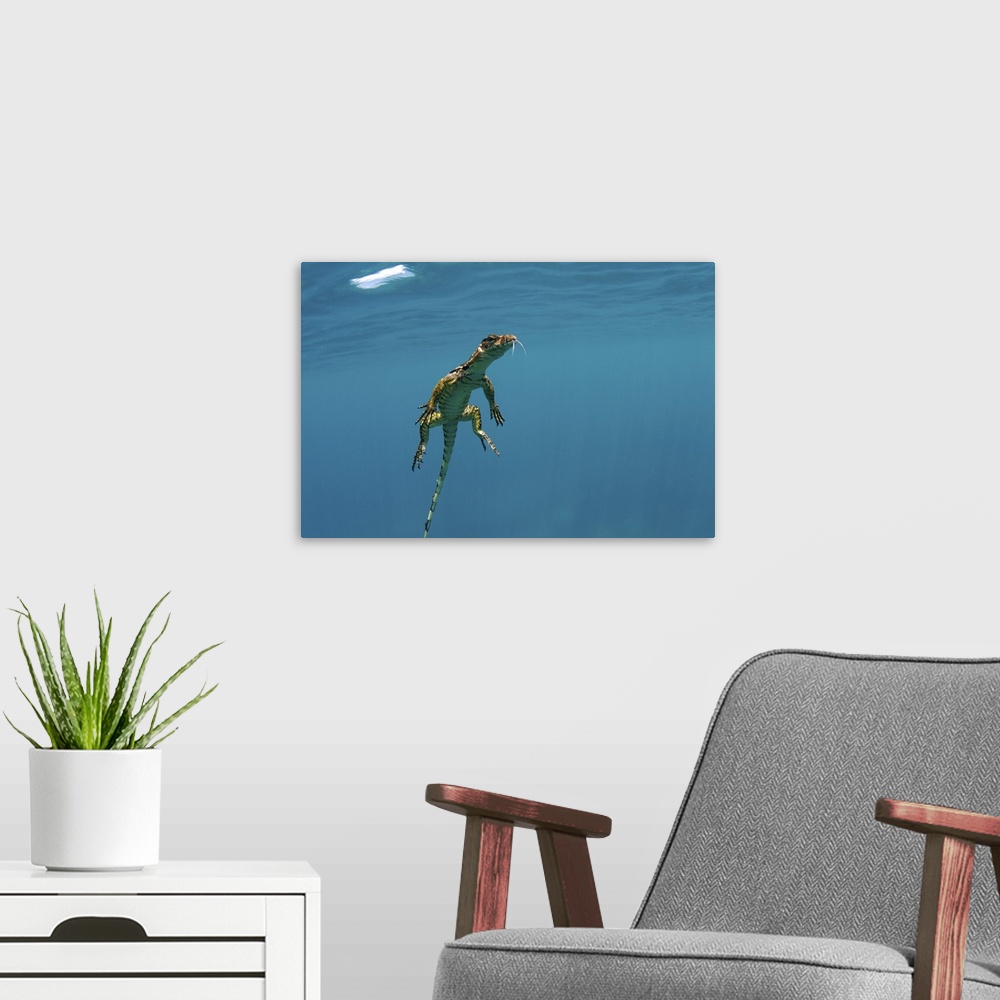 A modern room featuring A water monitor (Varanus salvator) swimming in Sogod bay, Southern Leyte, Philippines.