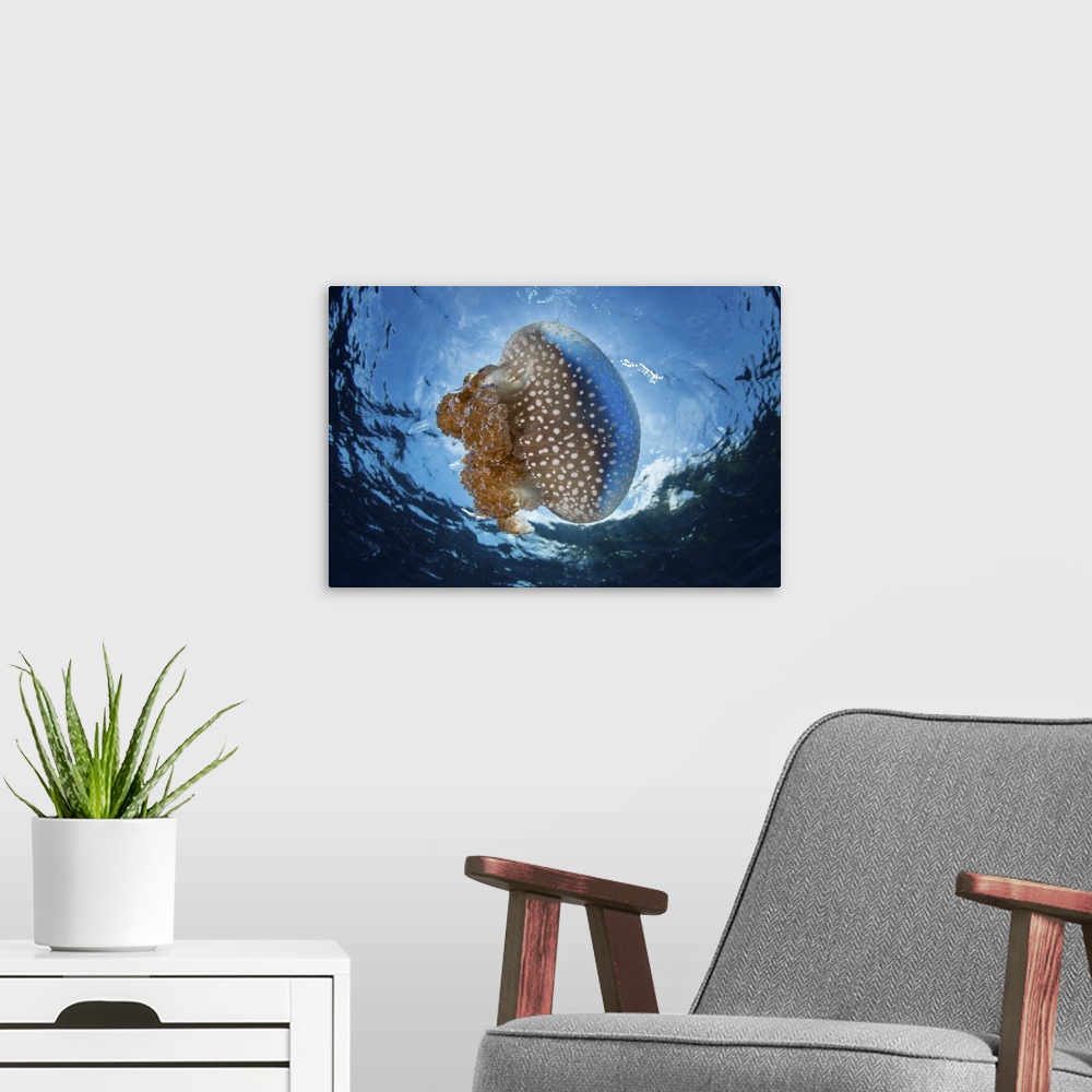 A modern room featuring A white-spotted jellyfish drifts in a strong current in the Lesser Sunda Islands.