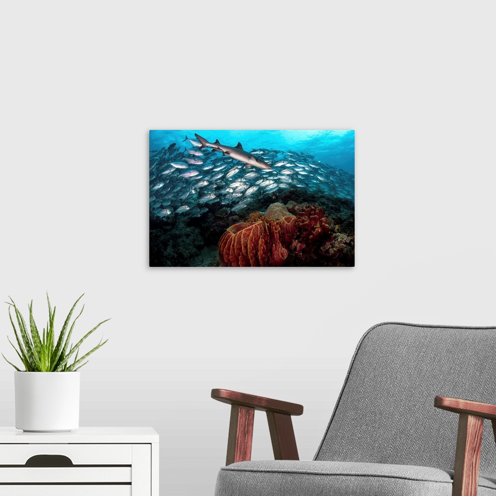 A modern room featuring A whitetip reef shark swims in front of a school of bigeye trevally.