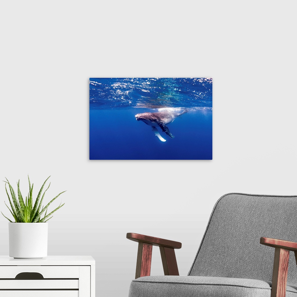 A modern room featuring A young humpback whale plays on the surface.