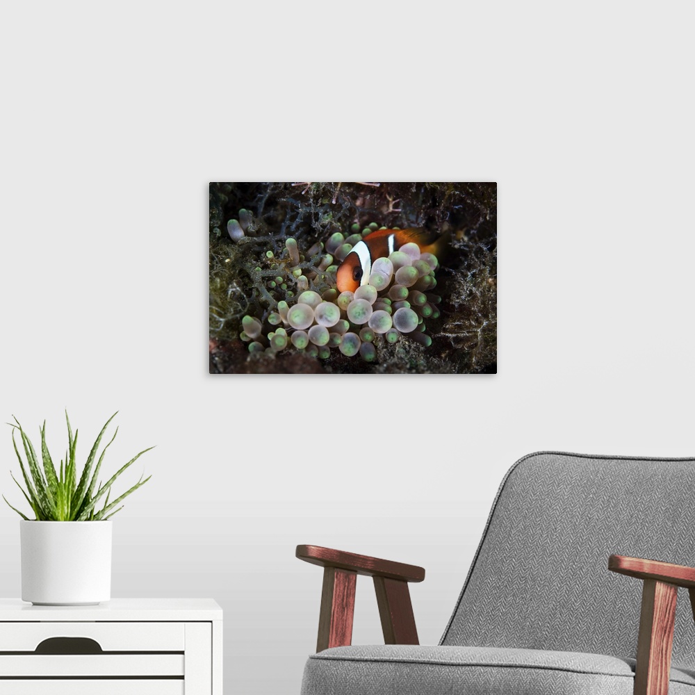 A modern room featuring A young red and black anemonefish snuggles into its host anemone.