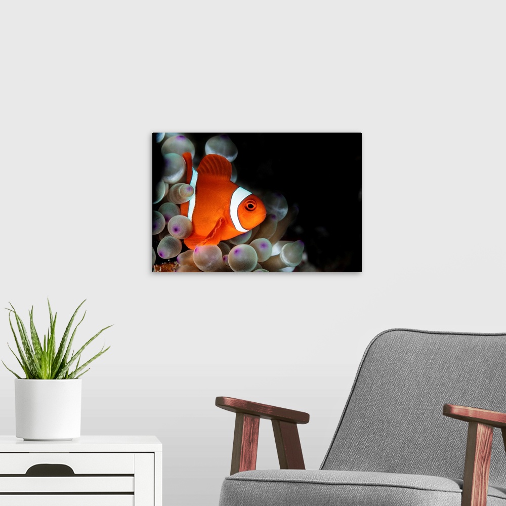 A modern room featuring Amphiprion oceallaris anemonefish in the bubble-tip anemone.