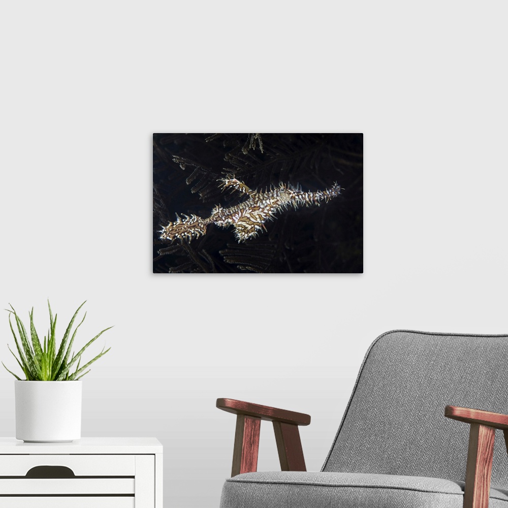 A modern room featuring An ornate ghost pipefish, Solenostomus paradoxus, hovers near a hydroid.