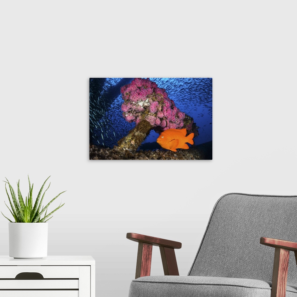 A modern room featuring Anemone's decorate the structure of the oil rig with Garibaldi and baitfish.