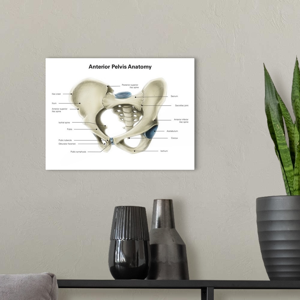 A modern room featuring Anterior view of human pelvis, with labels.