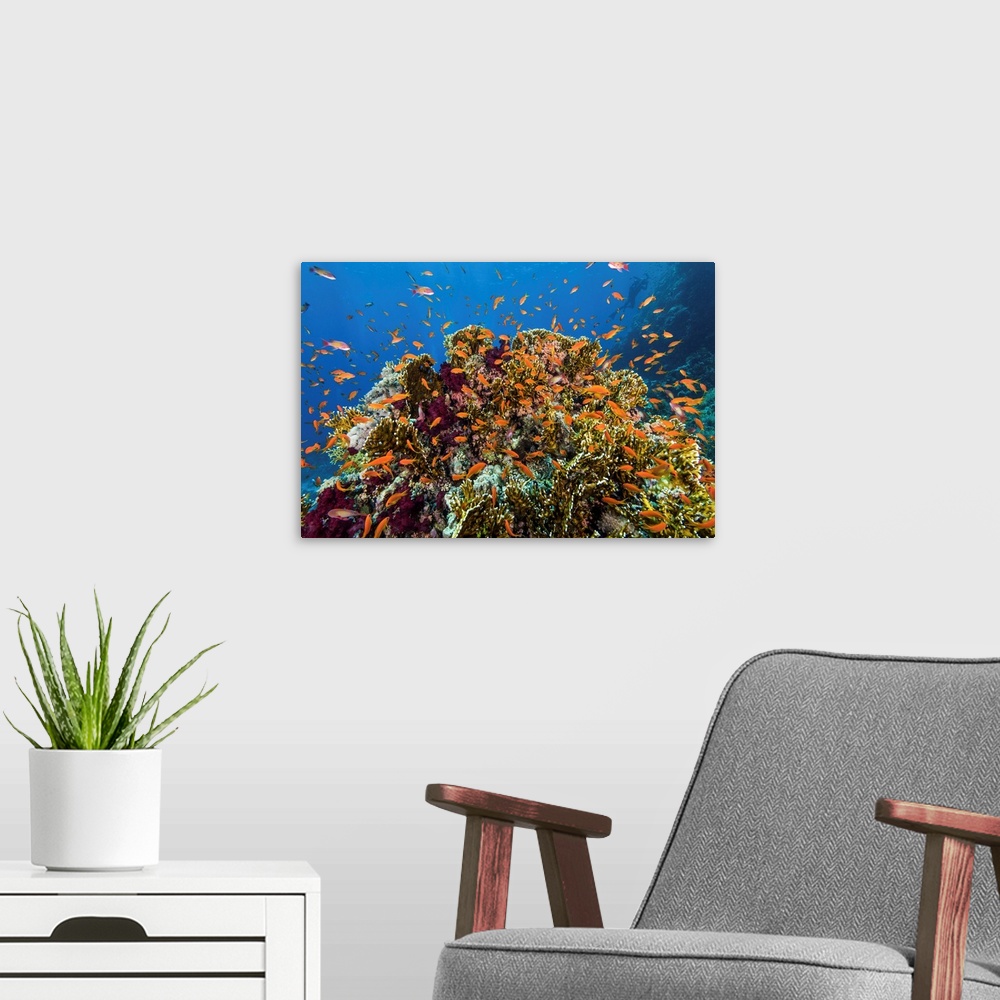 A modern room featuring Anthias fish seem to explode out of this coral bommie in the Red Sea.