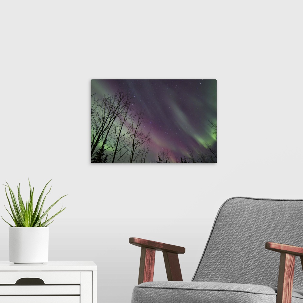 A modern room featuring Aurora borealis with trees, Whitehorse, Yukon, Canada.