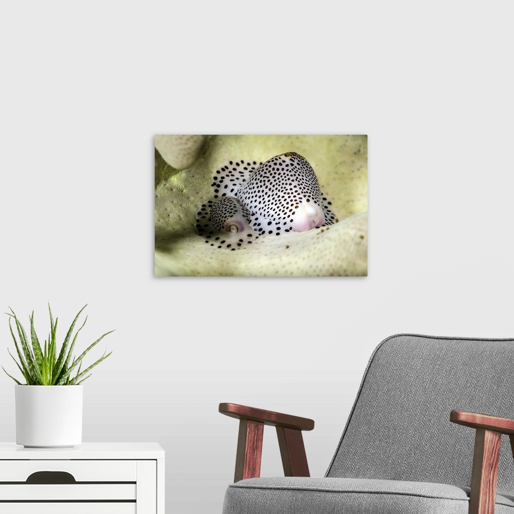 A modern room featuring Black-spotted egg cowrie, Bohol Sea, Philippines.