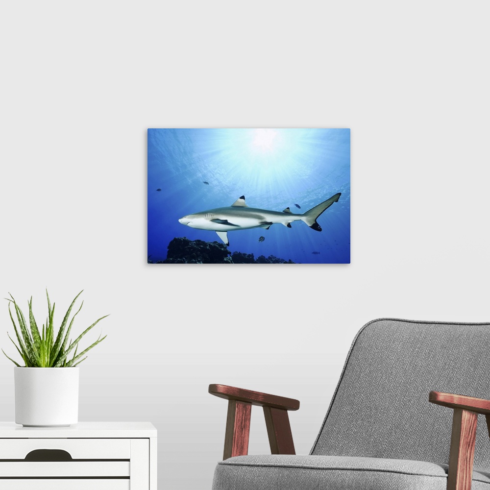 A modern room featuring Blacktip reef shark, Yap, Micronesia.