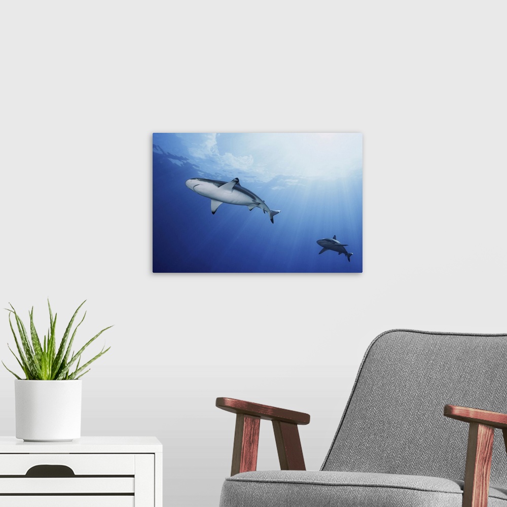 A modern room featuring Blacktip reef sharks, Yap, Micronesia.
