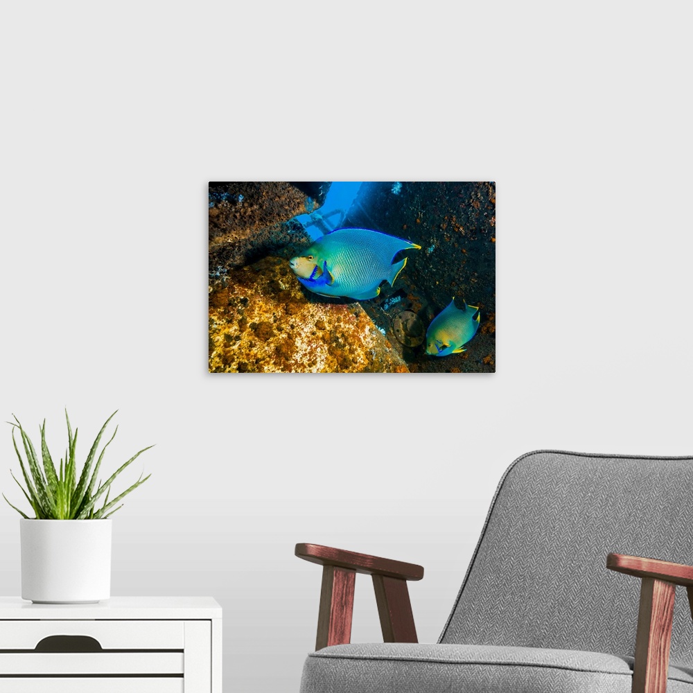 A modern room featuring Blue angelfish swim throughout the USTS Texas Clipper shipwreck.