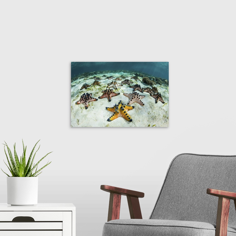 A modern room featuring Chocolate chip starfish cling to the seafloor in Komodo National Park, Indonesia.