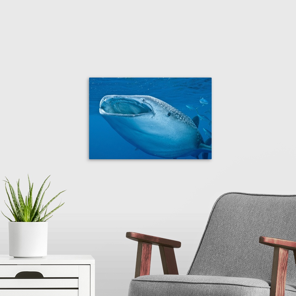 A modern room featuring Close-up of a whale shark swimming with mouth open wide, Maldives.