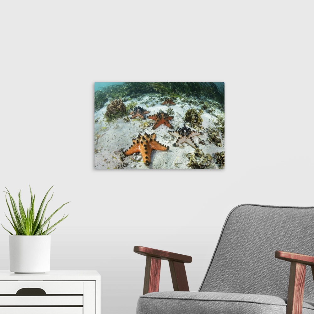 A modern room featuring Colorful chocolate chip starfish lie scattered on the floor of a seagrass meadow.