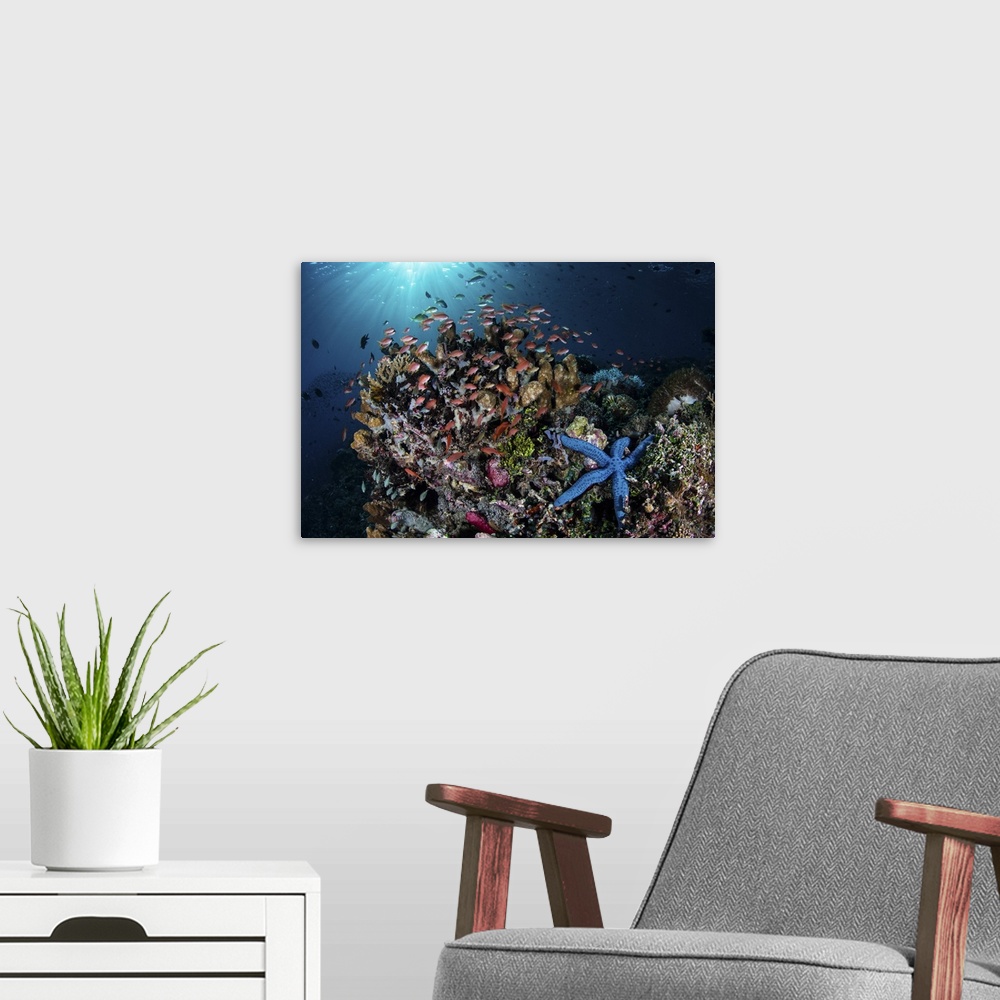 A modern room featuring Colorful reef fish swim above a coral reef in the Lesser Sunda Islands of Indonesia.